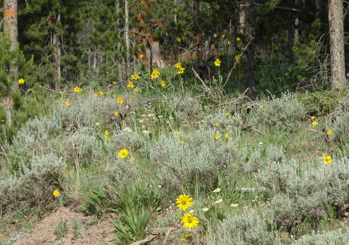 GDMBR: Big Yellow Daisies.